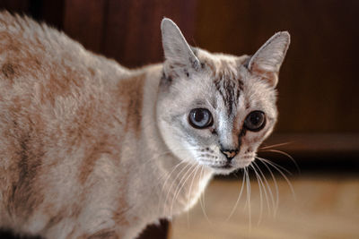 Close-up of cat