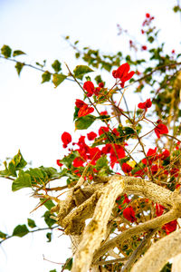 Low angle view of red flowering plant against sky