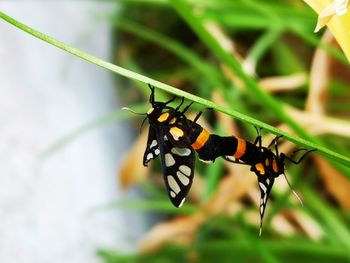 Close-up of butterfly on leaf