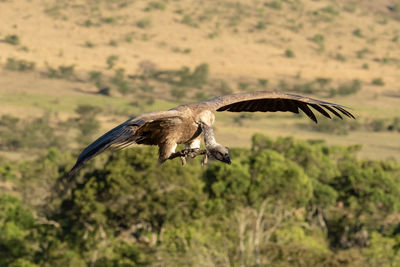 African white-backed vulture gets ready to land