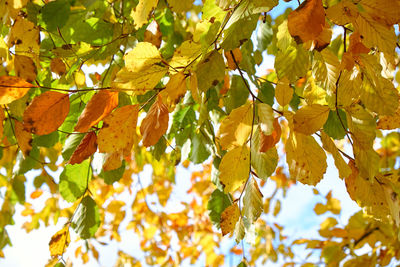 Low angle view of tree against sky during autumn