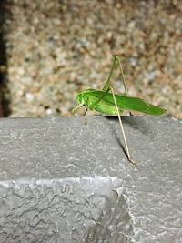 Close-up of grasshopper on leaf