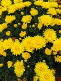 High angle view of yellow flowering plants