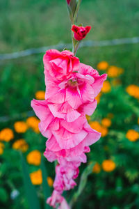 Close-up of flower blooming outdoors