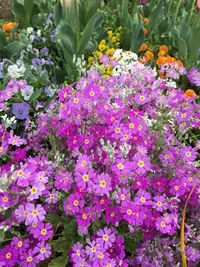 Close-up of flowers blooming outdoors