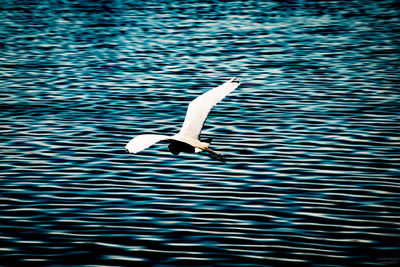 Seagull flying over lake