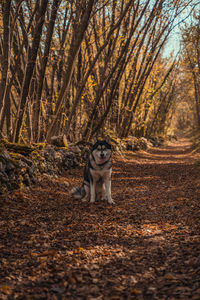 Portrait of dog in forest