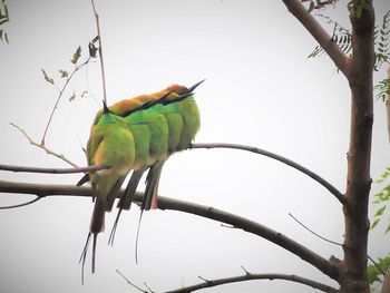 Bird perching on a tree