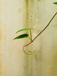 Close-up of insect on plant against wall