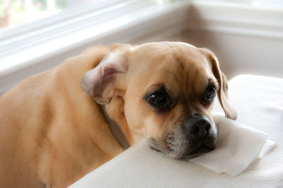 Close-up portrait of dog