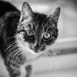 Close-up portrait of cat