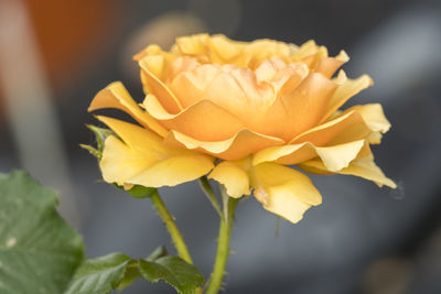 Close-up of yellow rose