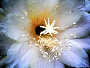 Full frame shot of white flower