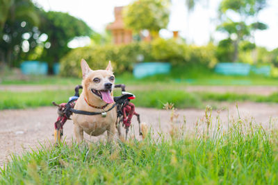 Dog running on field