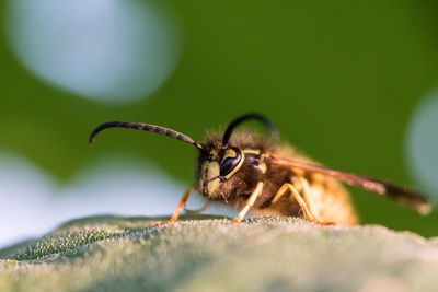 Close-up of bee on leaf