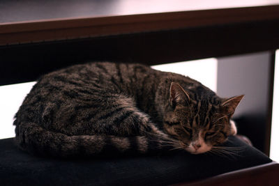 Close-up of cat relaxing