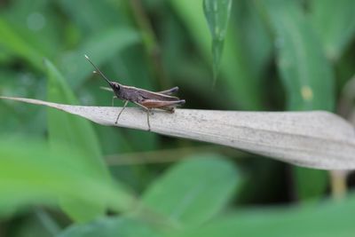 Close-up of grasshopper on leaf