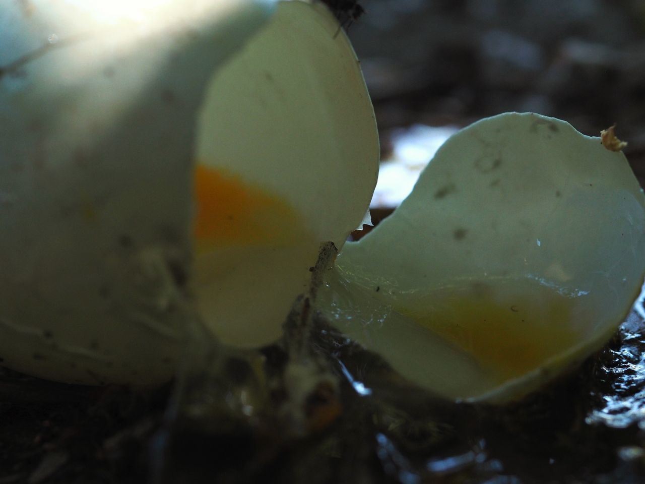 CLOSE-UP OF FRUIT ON WHITE