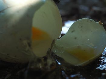 Close-up of lemon slice