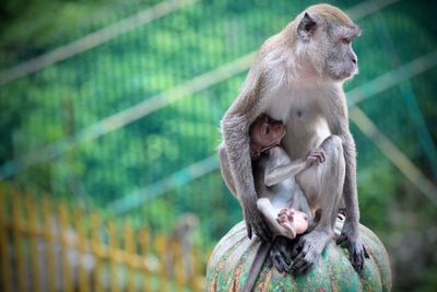 Close-up of monkey with infant on metal