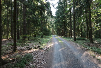 Road amidst trees in forest