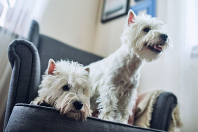 View of white dog