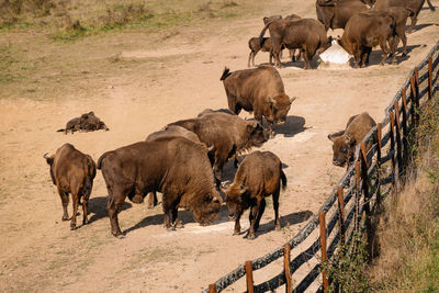 Bisons feeding in reservation