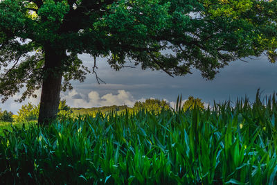 Scenic view of agricultural field against sky