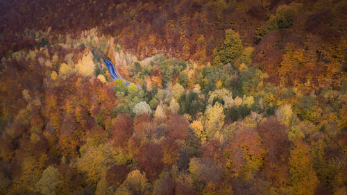 Digital composite image of trees and plants in forest during autumn
