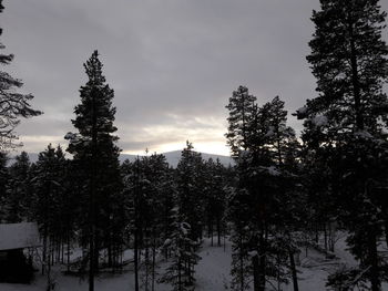 Low angle view of trees in forest during winter