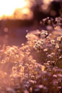 Autumn wild grass and flowers on a meadow