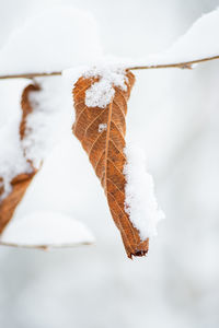 Close-up of ice cream cone on snow