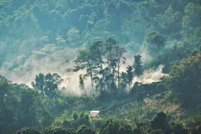 Scenic view of forest