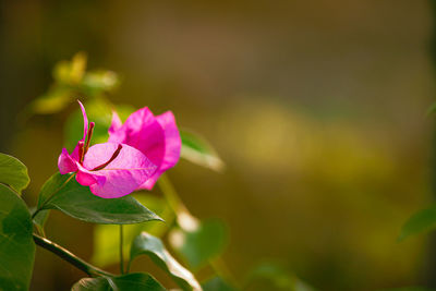 Close-up of pink flowering plant