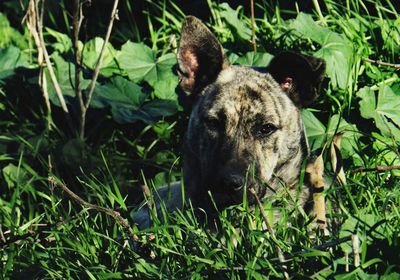 Portrait of dog on field