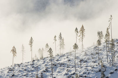 Pine trees on snow covered land against sky