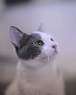 Close-up of cat looking away