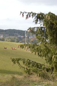 View of sheep on field against sky