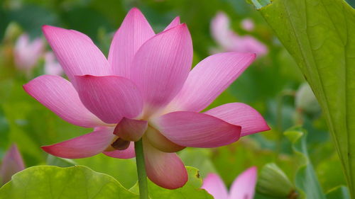 Close-up of pink lotus 