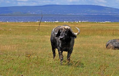 Water buffalo 