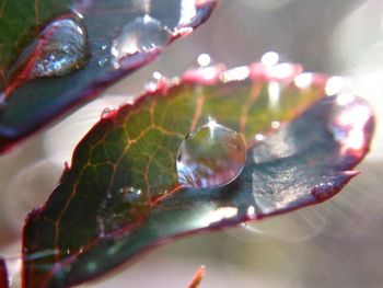 Close-up of spider web on leaf