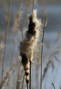 Close-up of plant against blurred background