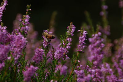 Insect pollinating on purple flowering plant