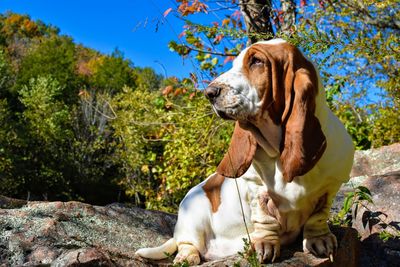 View of a dog looking away