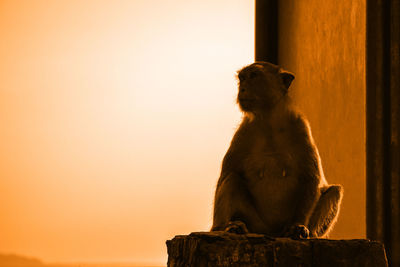 Man looking away while sitting on wood against sky during sunset