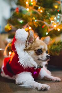 Close-up of a dog on christmas tree