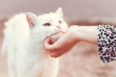 Close-up of hand holding cat