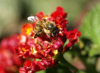 Close-up of honey bee on white flower