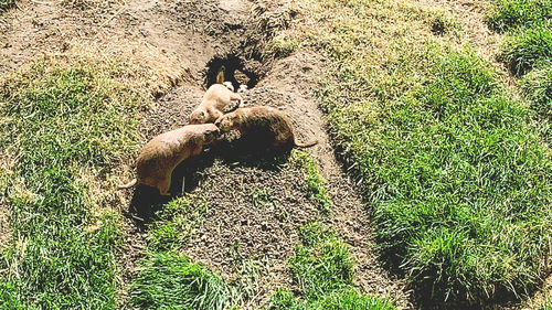 View of horse on field