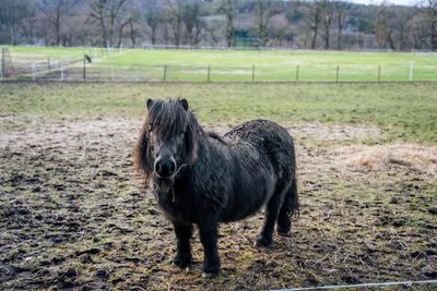 Black miniature pony standing in the mud eating hay and looking at the camera
